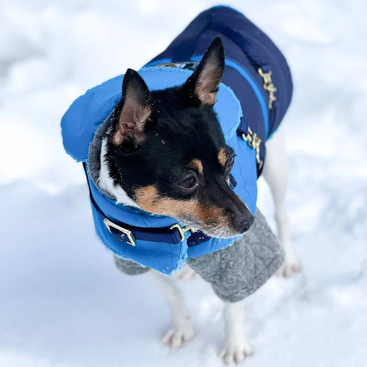 "Clear Blue Sky" - DCNY Equestrian Collection | Dog Clothes | pethousekh
