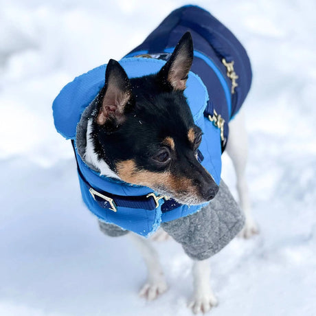 "Clear Blue Sky" - DCNY Equestrian Collection | Dog Clothes | pethousekh