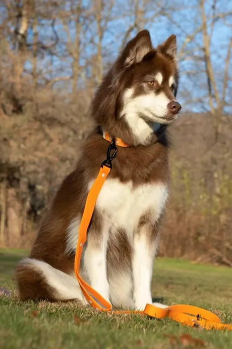 Crimson Glow Waterproof Dog Leash | Dog Leashes | pethousekh