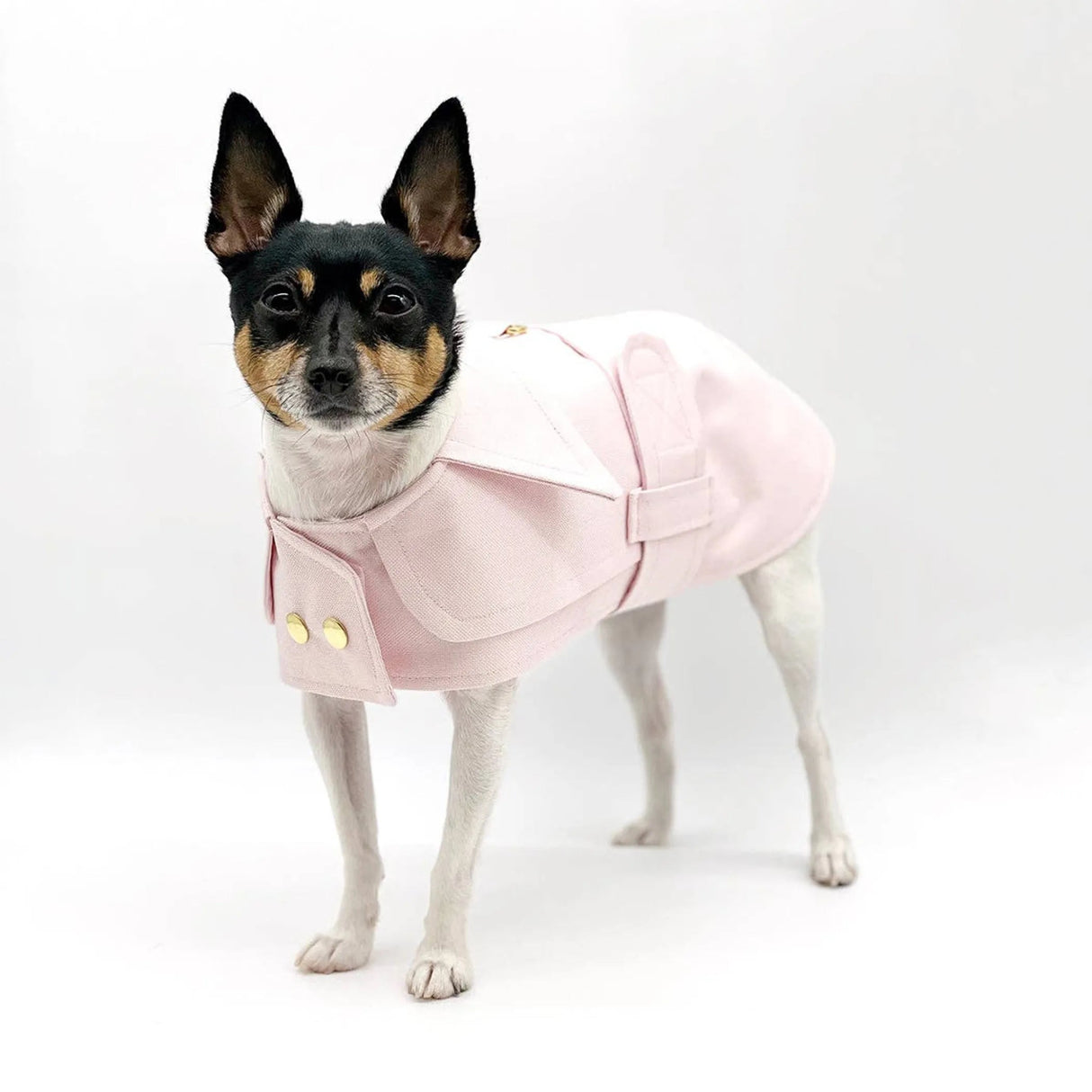 DCNY Belted Trench Coat | Dog Clothes | pethousekh