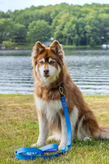 Dockside Adventures Waterproof Dog Leash | Dog Leashes | pethousekh