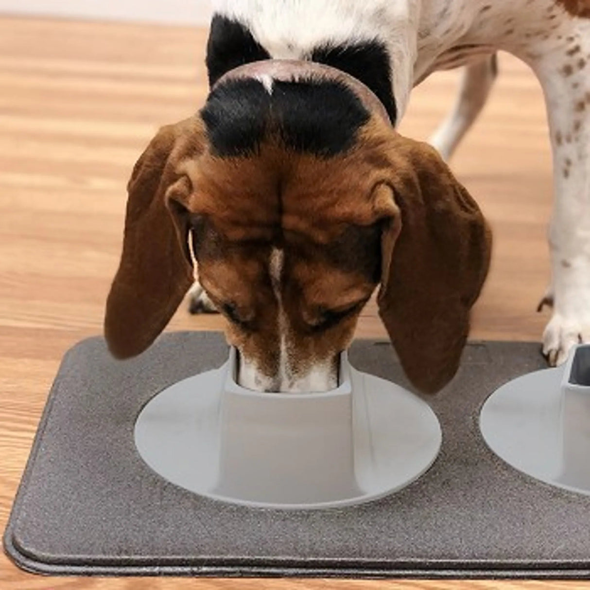 Ear - Clear - Pet Feeding Station | Feeders & waterers | pethousekh