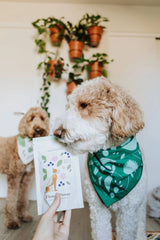 Flower Power - Superfood Dog Treats | Dog Treats | pethousekh