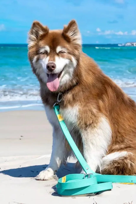 Island Vibes Waterproof Odor - Proof Dog Leash, Rugged Design | Dog Leashes | pethousekh
