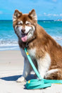 Island Vibes Waterproof Odor - Proof Dog Leash, Rugged Design | Dog Leashes | pethousekh