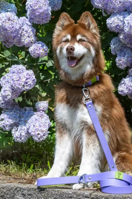 Lavender Garden Waterproof Dog Leash | Dog Leashes | pethousekh