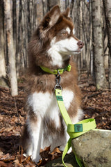 Mossy Pine Waterproof Leash | Dog Leashes | pethousekh