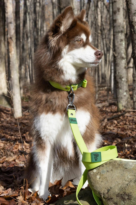 Mossy Pine Waterproof Leash | Dog Leashes | pethousekh