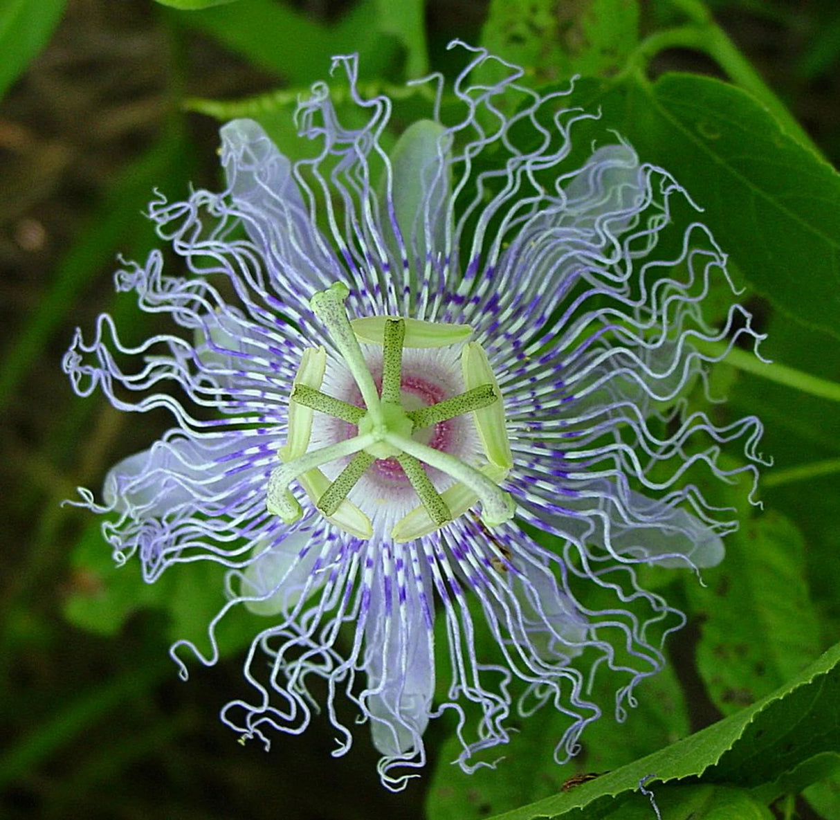 Passion Flower - Mood Anxiety Stress Sedative & Pain Support* - The Petz Kitchen | Animal Vitamins & Supplements | pethousekh