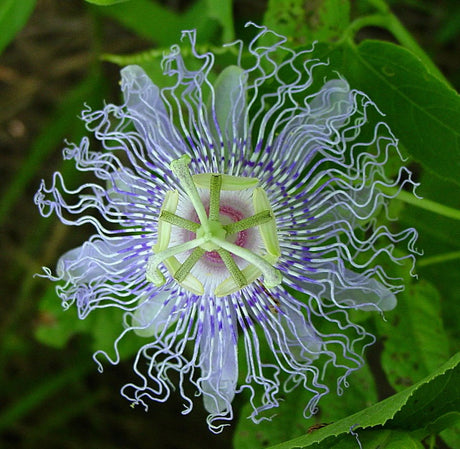 Passion Flower - Mood Anxiety Stress Sedative & Pain Support* - The Petz Kitchen | Animal Vitamins & Supplements | pethousekh