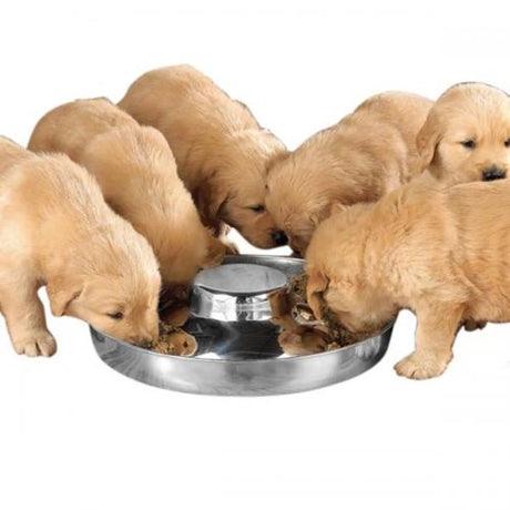 ProSelect Puppy Dish 11In | Food & Water Bowls | pethousekh