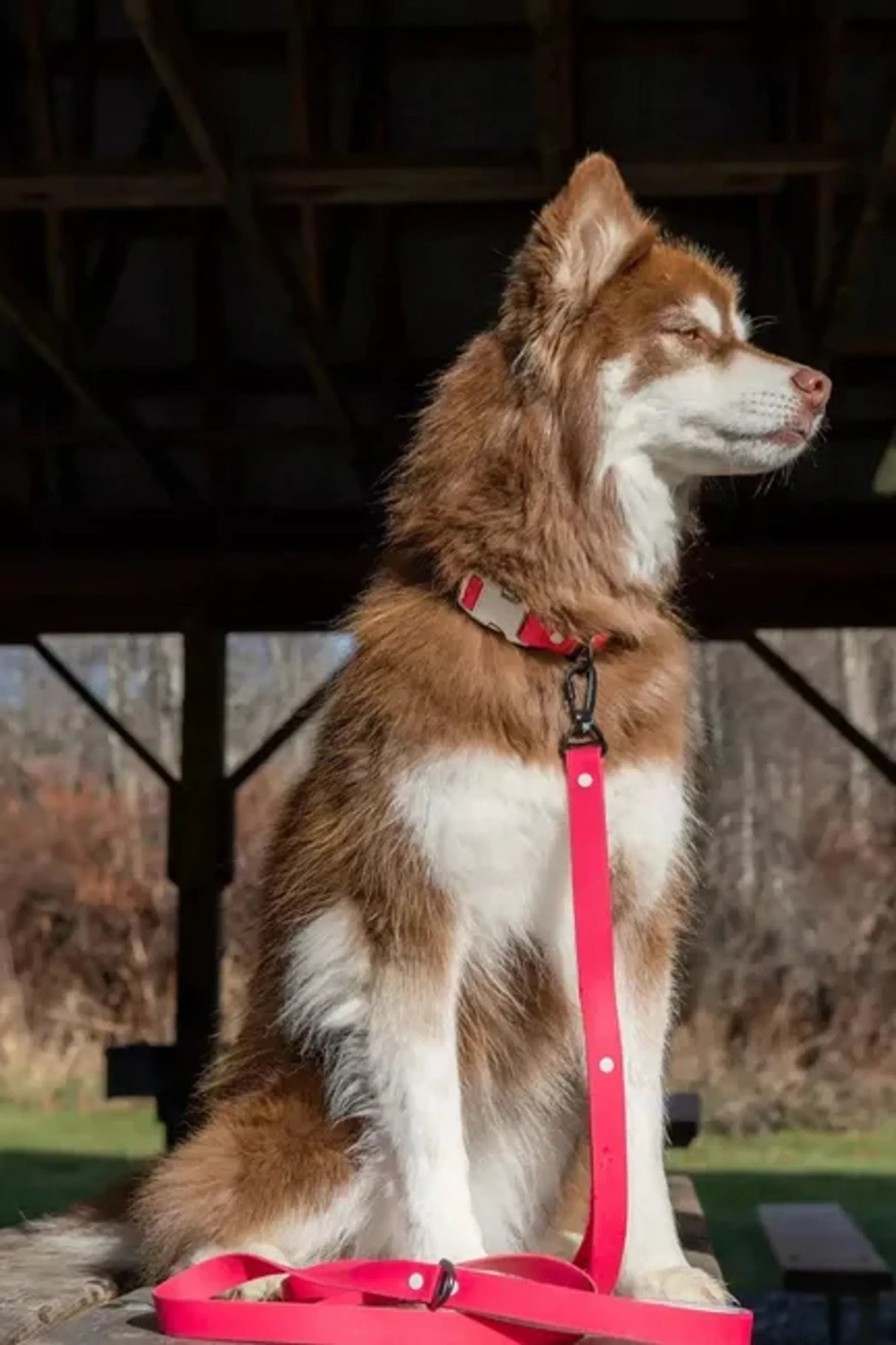 Red Mountain Syrah Waterproof Dog Leash | Dog Leashes | pethousekh