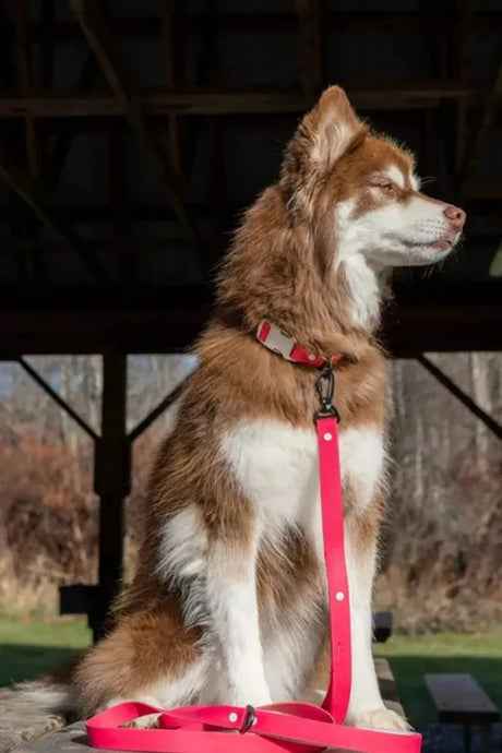 Red Mountain Syrah Waterproof Dog Leash | Dog Leashes | pethousekh