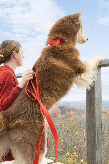 Scarlet Peaks Waterproof Leash | Dog Leashes | pethousekh