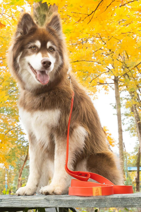 Scarlet Peaks Waterproof Leash | Dog Leashes | pethousekh