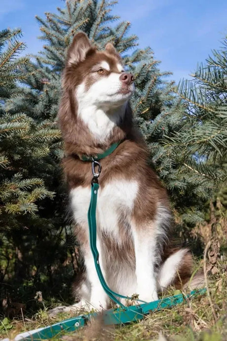 Siberian Spruce Waterproof Dog Leash With Padded Handle | Dog Leashes | pethousekh