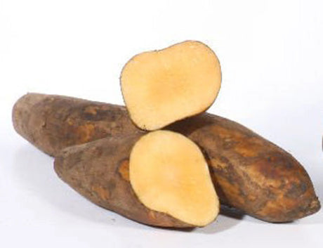The Petz Kitchen Organic Yacon Leaf for Pet Support | Animal Vitamins & Supplements | pethousekh