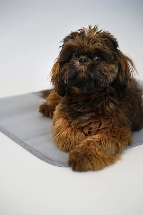 Thera - Pawz Warming Pad | Dog Beds | pethousekh