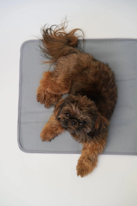 Thera - Pawz Warming Pad | Dog Beds | pethousekh